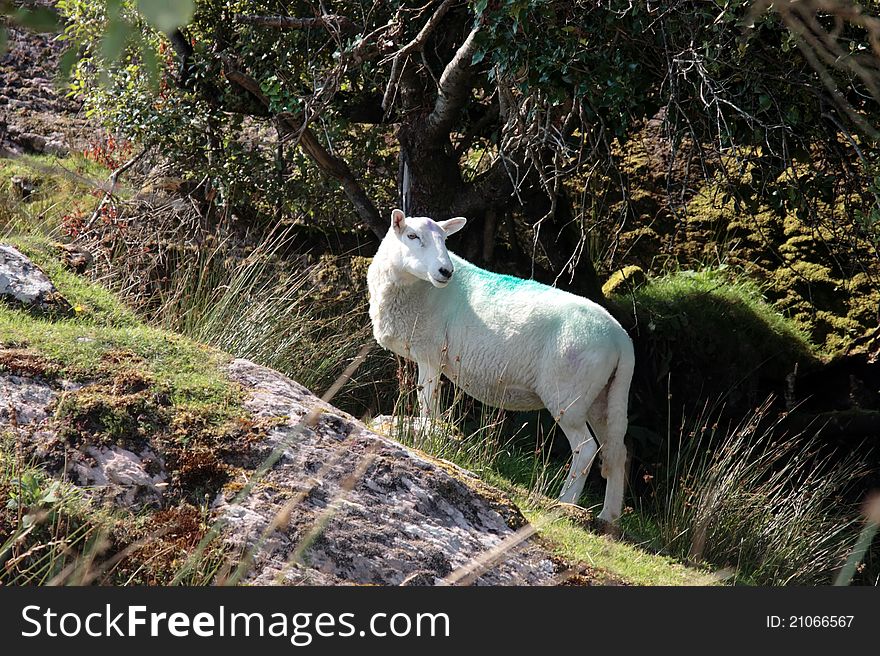 Sheep Among Trees On Rocky Hilltop