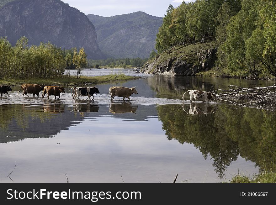 Cows gor across river in Siberia