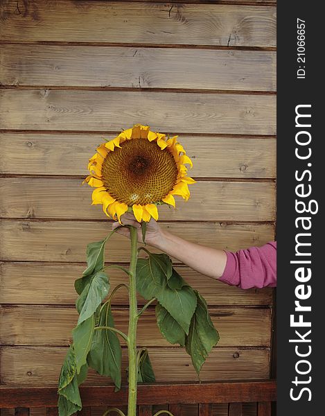 A tall ripe sunflower held up by hand against a wood background. A tall ripe sunflower held up by hand against a wood background