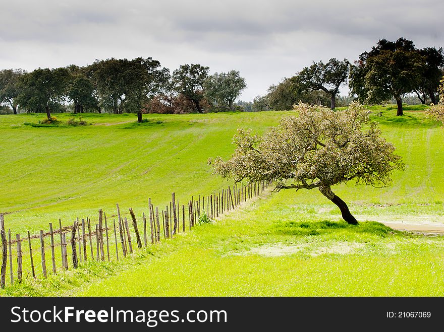 Tree And Fence