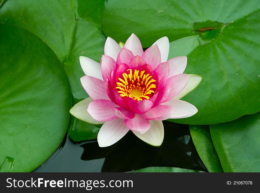 Pink lotus flower in pond