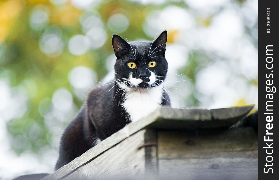 Beautiful European cat outdoor shot