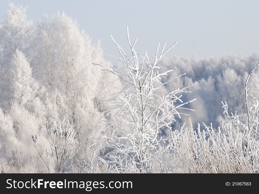 Winter landscape in Russia with droopy trees due to heavy snow