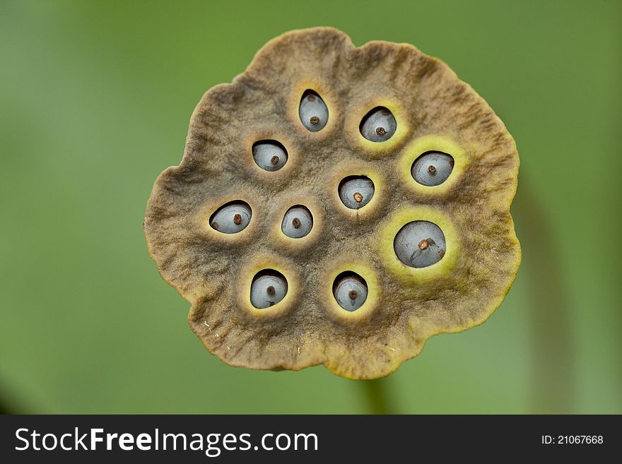 A close up of a amazon plant Monocot
montrichardia,