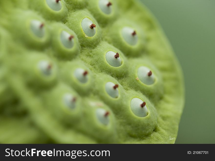 A close up of a amazon plant Monocot
montrichardia with limited focus