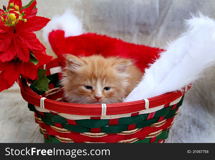 Pretty yellow kitten in Christmas basket