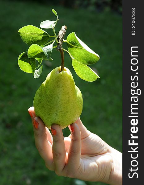 Green pear with leafes in women hand in garden. Green pear with leafes in women hand in garden.