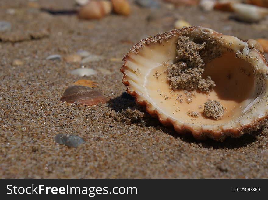 Sandy shell on the beach
