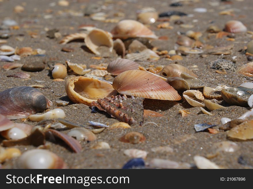 Shells On The Beach