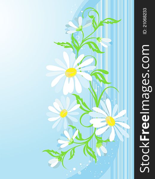 Vector floral background with camomiles