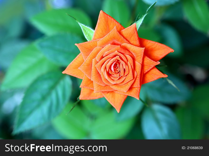 Close-up of orange garden rose