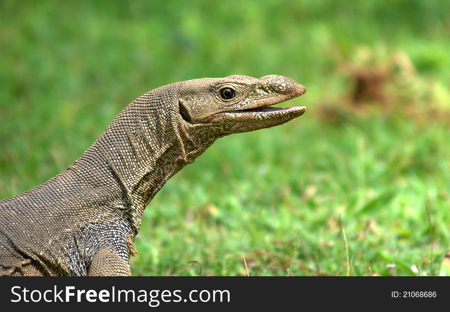 Sri Lankan Lizard, Close up. Sri Lankan Lizard, Close up