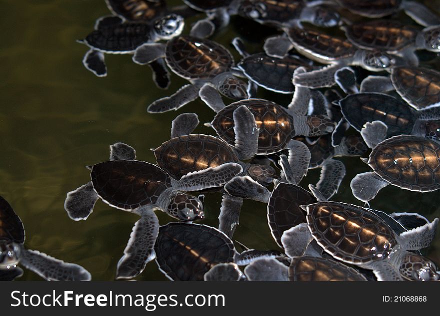 One day old Baby turtles at turtles hatchery in Sri Lanka
