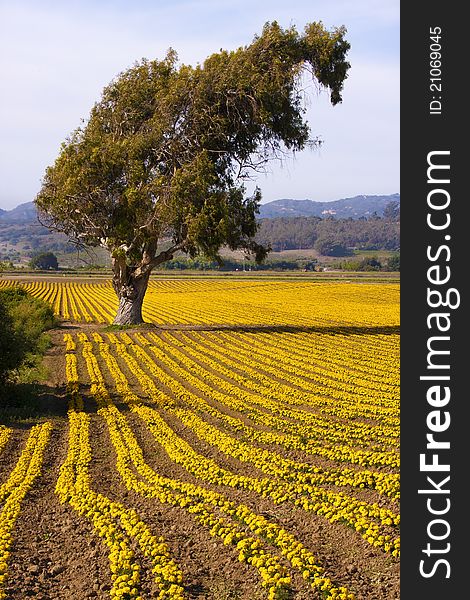 Marigold farming in Southern California. Marigold farming in Southern California.