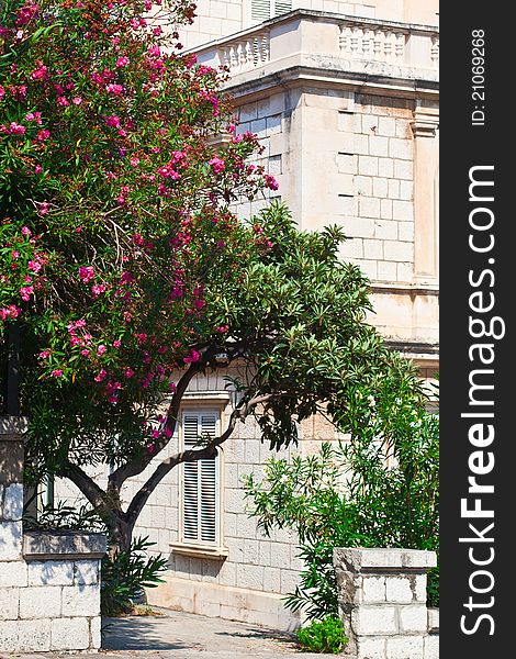 Croatia, Dubrovnik. Traditional Mediterranean street with tree and flowers. Croatia, Dubrovnik. Traditional Mediterranean street with tree and flowers.