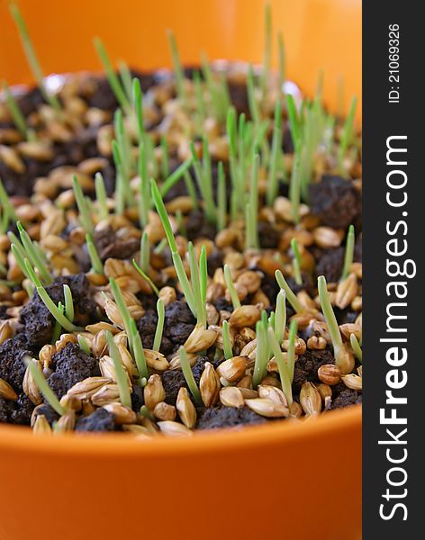 Grains germinates in the orange flowerpot. Grains germinates in the orange flowerpot