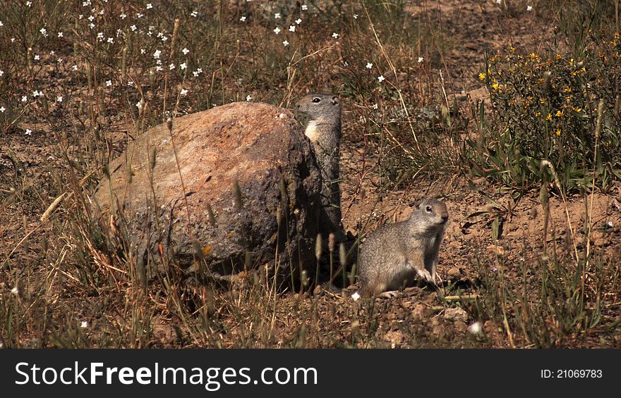 Wild squirrel sentries guarding their home.