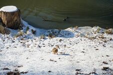 A Wild Duck Walks Through The Snow On The Banks Of A River In Winter In Berlin. Marzahn-Hellersdorf, Berlin, Germany Stock Photos