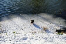 A Drake Walks In The Snow On The Banks Of A River In Winter In Berlin. Marzahn-Hellersdorf, Berlin, Germany Royalty Free Stock Image A Drake Walks In The Snow On The Banks Of A River In Winter In Berlin. Marzahn-Hellersdorf, Berlin, Germany Royalty Free Stock Image