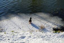 A Drake Walks In The Snow On The Banks Of A River In Winter In Berlin. Marzahn-Hellersdorf, Berlin, Germany Royalty Free Stock Images