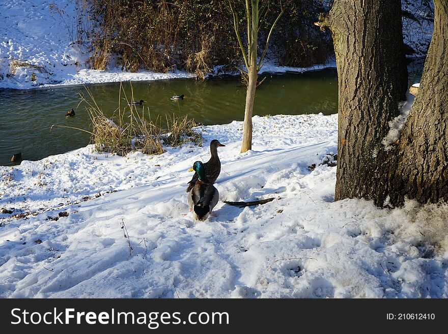 Magnificent vegetation under the snow in winter. Wild ducks living along the Wuhle river with snowy shores in February in Berlin, Germany