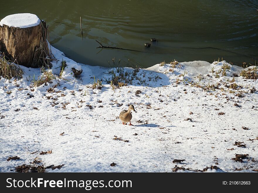 Magnificent vegetation under the snow in winter. Wild ducks living along the Wuhle river with snowy shores in February in Berlin, Germany. Magnificent vegetation under the snow in winter. Wild ducks living along the Wuhle river with snowy shores in February in Berlin, Germany