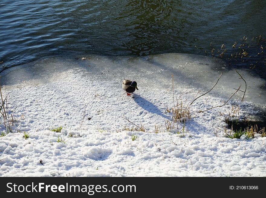 Magnificent vegetation under the snow in winter. Wild ducks living along the Wuhle river with snowy shores in February in Berlin, Germany. Magnificent vegetation under the snow in winter. Wild ducks living along the Wuhle river with snowy shores in February in Berlin, Germany