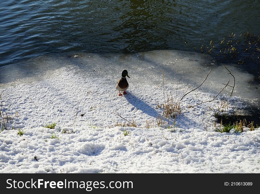 Magnificent vegetation under the snow in winter. Wild ducks living along the Wuhle river with snowy shores in February in Berlin, Germany. Magnificent vegetation under the snow in winter. Wild ducks living along the Wuhle river with snowy shores in February in Berlin, Germany