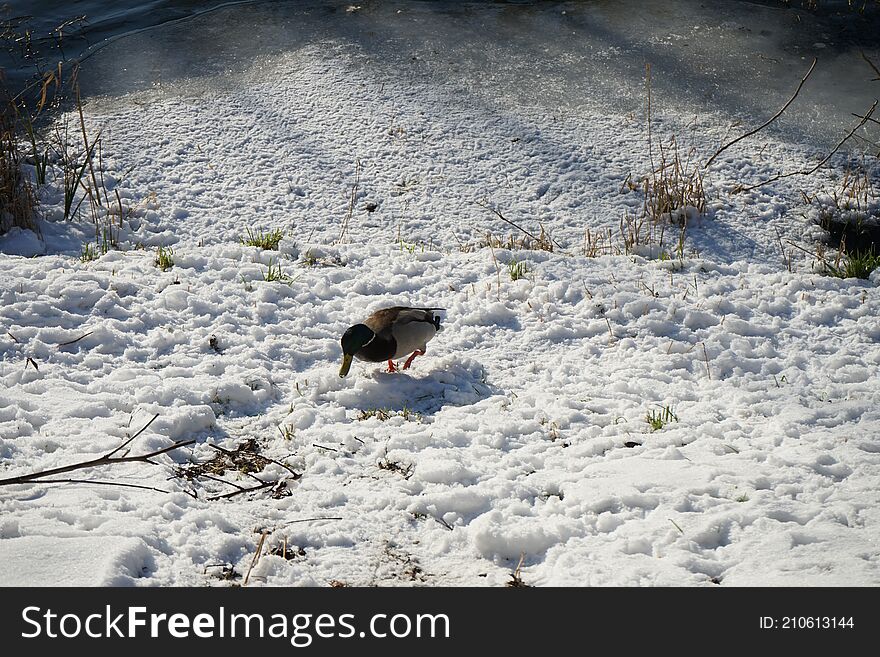 A drake walks in the snow on the banks of a river in winter in Berlin. Marzahn-Hellersdorf, Berlin, Germany