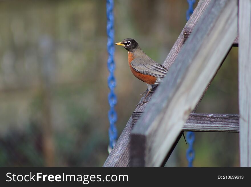 American robin perched on the stairs to a wooden play ground. American robin perched on the stairs to a wooden play ground.