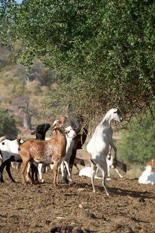Hungry Goats Royalty Free Stock Photos