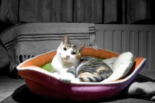 Cat In A Basket Directly Looking Into The Camera Stock Photo
