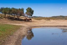 Free Grassland And Wetland Stock Photography - 21075752