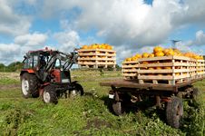 Tractor Loading Pumpkins Stock Image Tractor Loading Pumpkins Stock Image