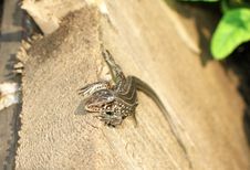 A Small Gray Lizard. Royalty Free Stock Photos A Small Gray Lizard. Royalty Free Stock Photos