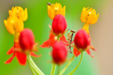 Small Mantis Between Flower Stock Photos Small Mantis Between Flower Stock Photos