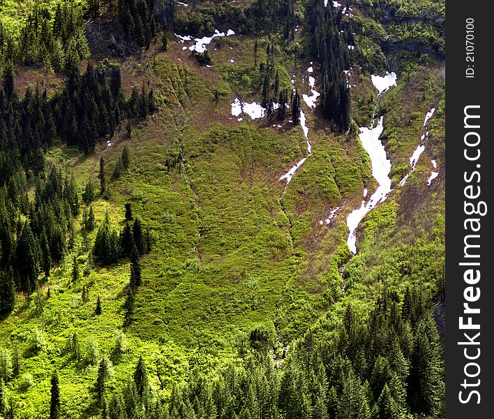 Steep fur covered valley with frozen springs. Steep fur covered valley with frozen springs.