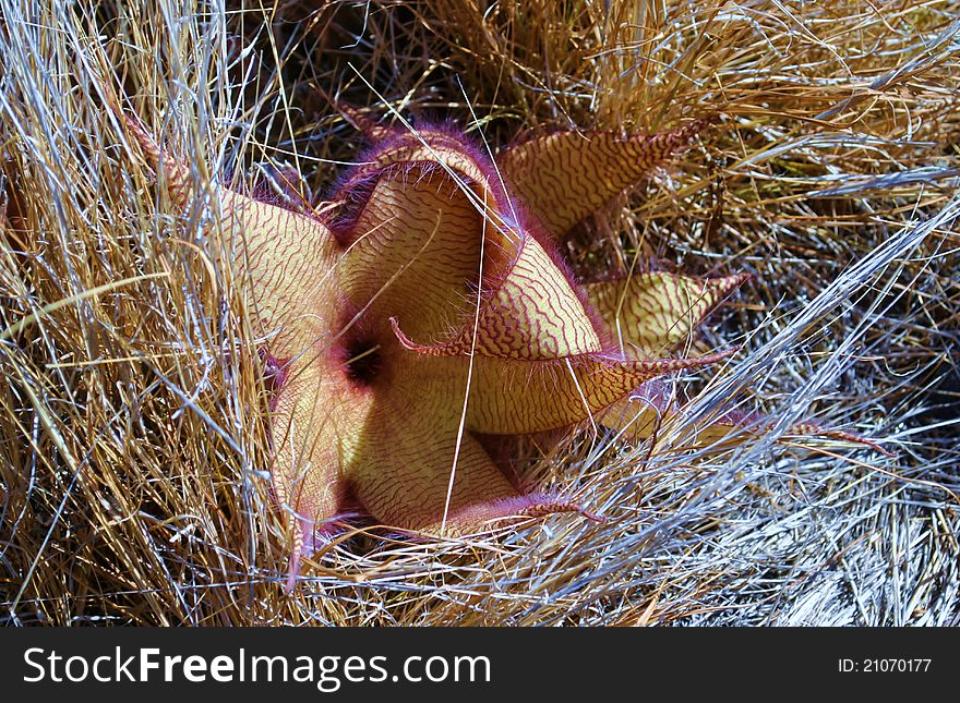 A rare Stapelia grandiflora photographed along the Makapu'u Point Lighthouse Trail on Oahu, Hawaii. A rare Stapelia grandiflora photographed along the Makapu'u Point Lighthouse Trail on Oahu, Hawaii