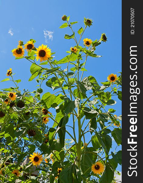 Bright sunflowers against blue sky. Bright sunflowers against blue sky.