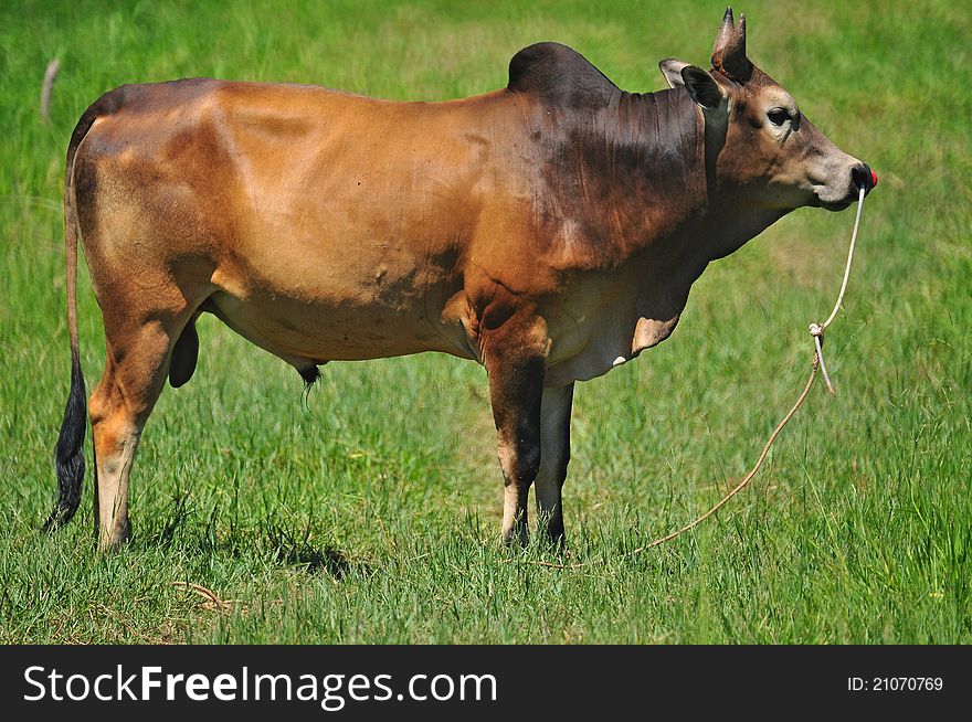 Asian Cow In Grass Field