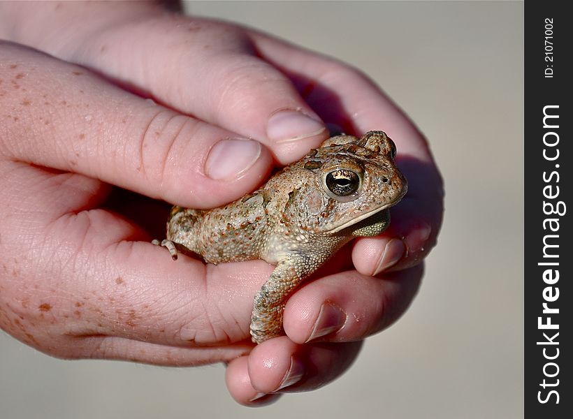 Freckled child's hands holding a small frog. Freckled child's hands holding a small frog.