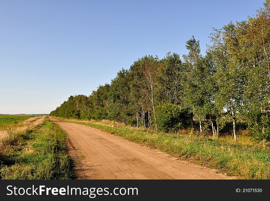 Country road, along a birchwood