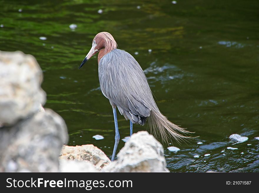 Reddish Egret Ding Darling Wildlife Refuge Sanibel Florida