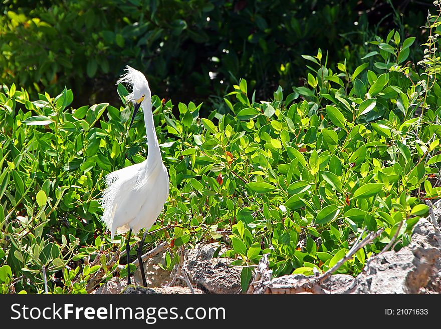 Snowy Egret Ding Darling Wildlife Refuge Florida