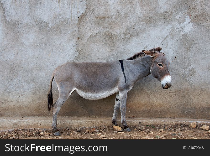 A donkey standing in front of a school wall in a Maasai village in Tanzania. A donkey standing in front of a school wall in a Maasai village in Tanzania.