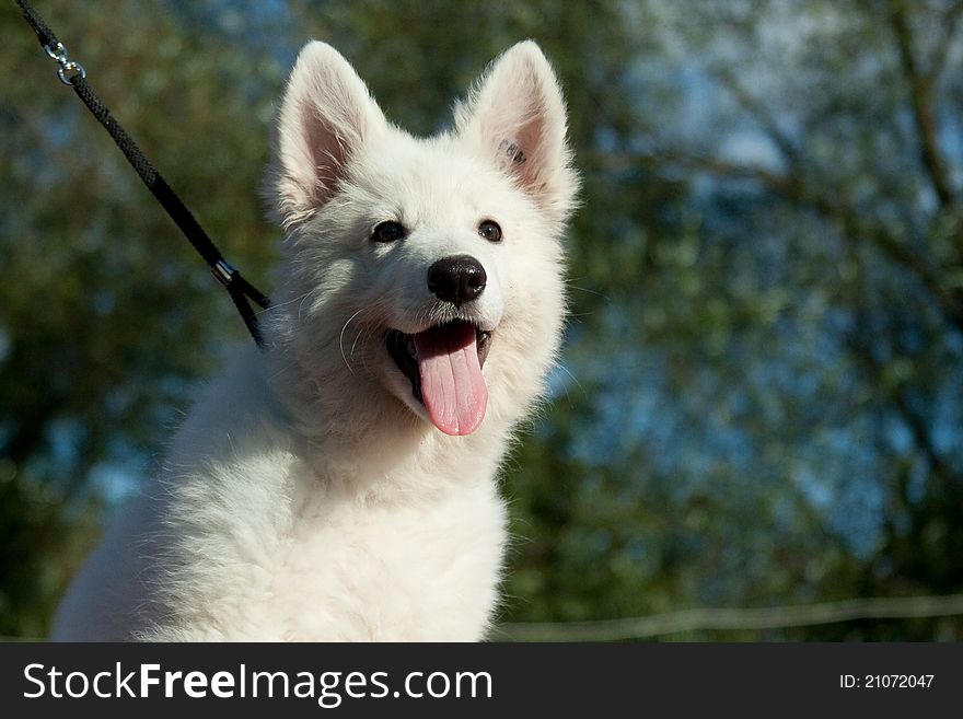 Portrait of a puppy of a white Swiss sheep-dog against the sky and trees. Portrait of a puppy of a white Swiss sheep-dog against the sky and trees