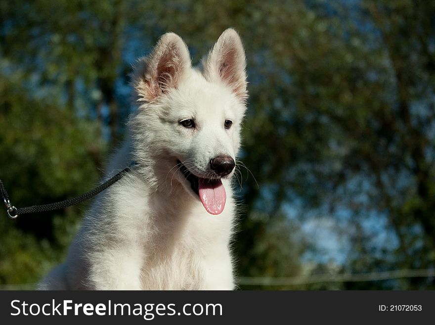 Portrait of a puppy of a white Swiss sheep-dog against the sky and trees. Portrait of a puppy of a white Swiss sheep-dog against the sky and trees