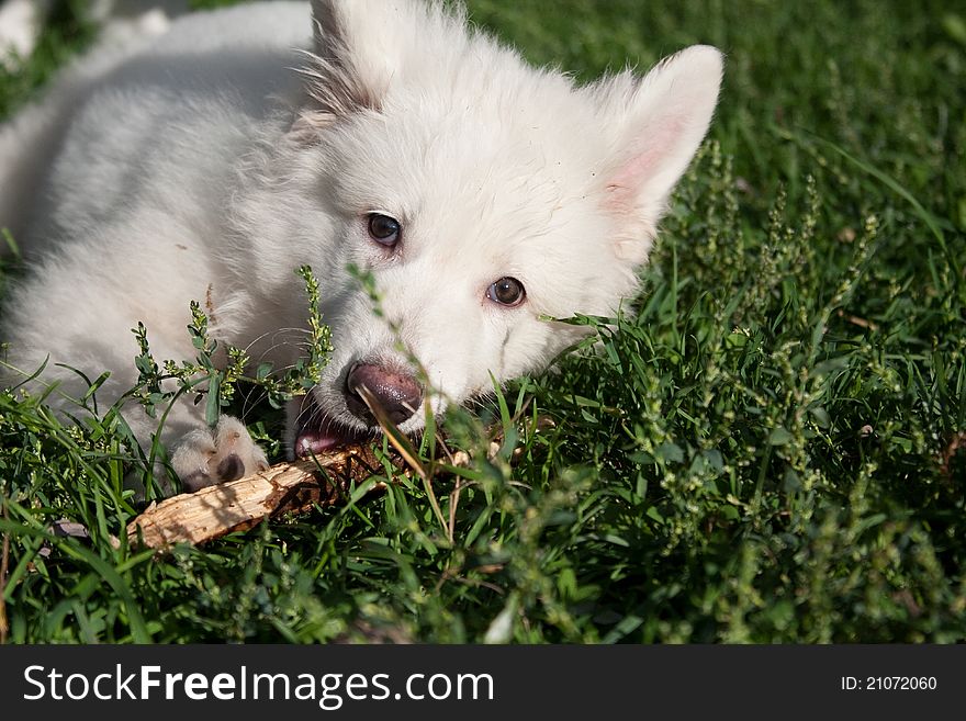 The puppy of a white Swiss sheep-dog plays with a tree piece. The puppy of a white Swiss sheep-dog plays with a tree piece