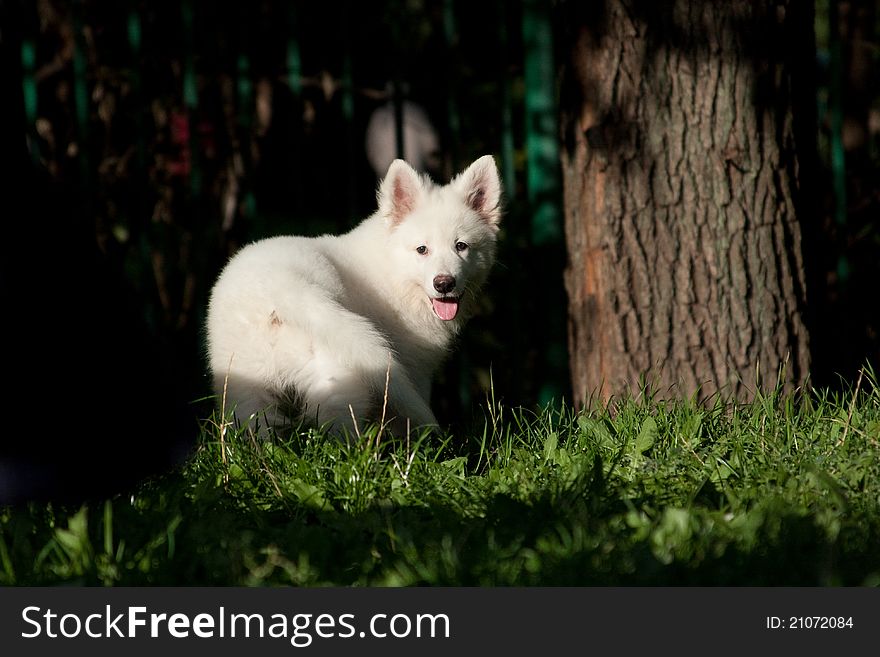 The puppy of a white Swiss sheep-dog costs, looking back, near a tree. The puppy of a white Swiss sheep-dog costs, looking back, near a tree