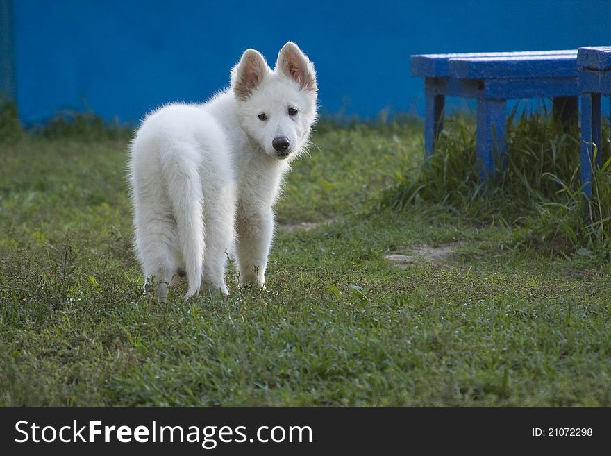 The puppy of a white Swiss sheep-dog costs near to a dark blue bench. The puppy of a white Swiss sheep-dog costs near to a dark blue bench